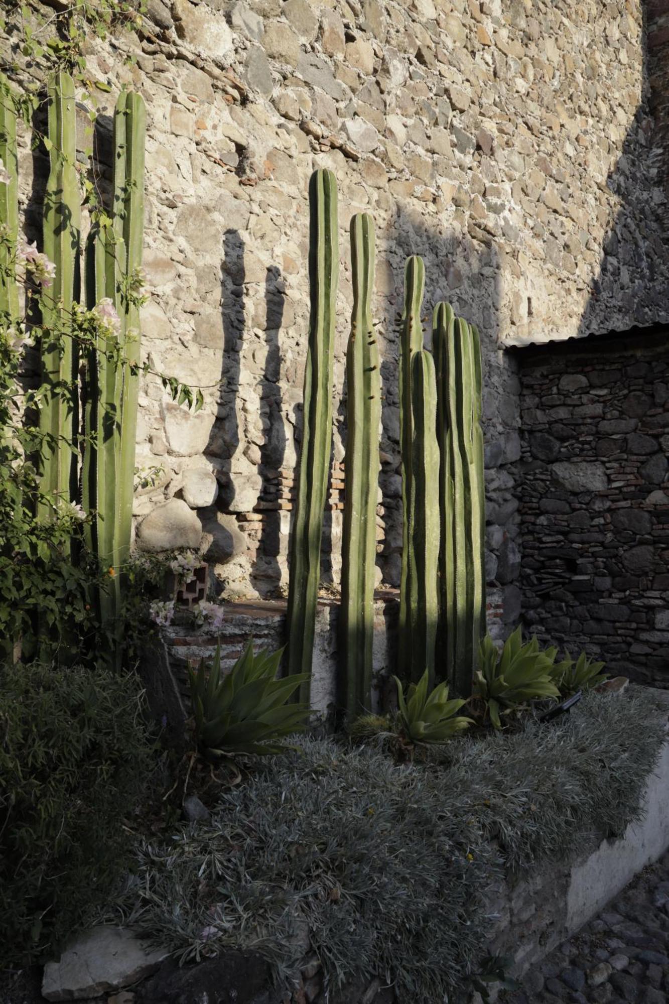 Orchid House San Miguel De Allende Exterior photo