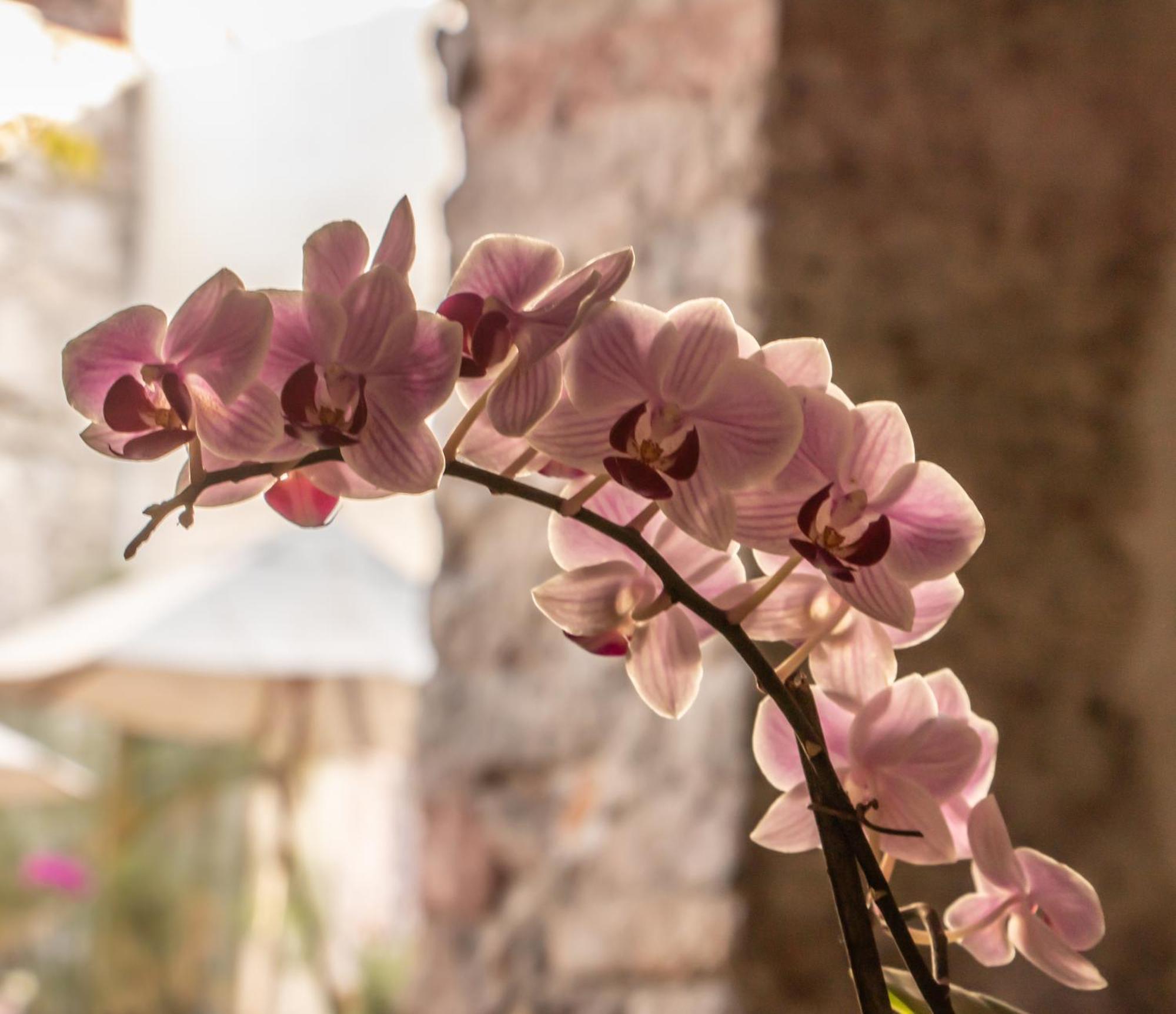 Orchid House San Miguel De Allende Exterior photo